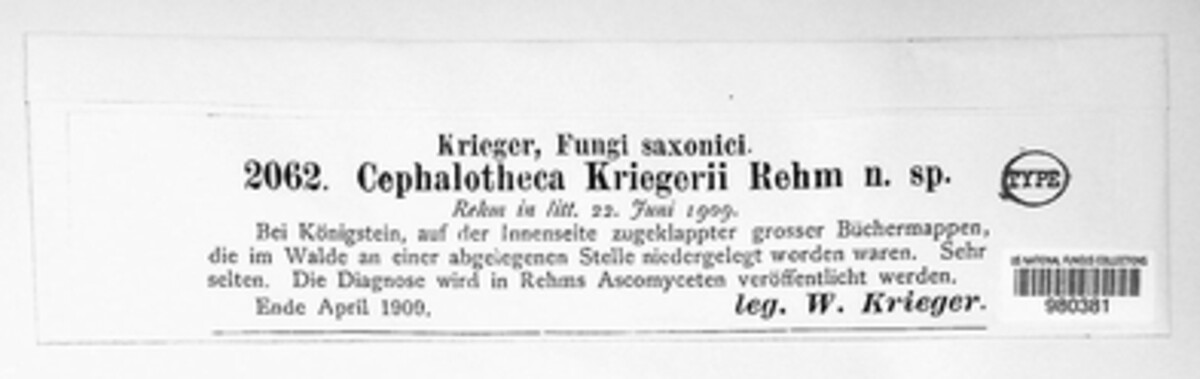 Cephalotheca kriegeri image
